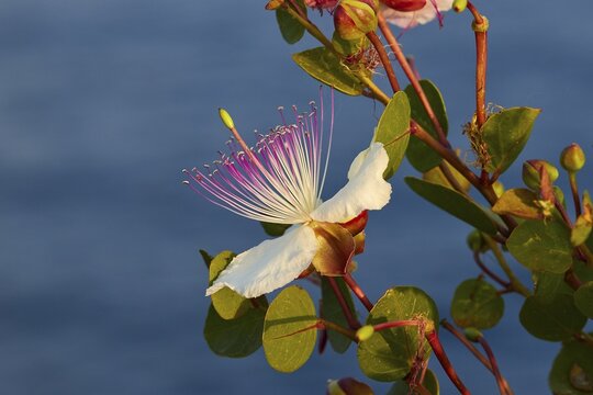 Caper flower (Flos capparis), close-up of a white flower with pink stamens against a blue background, morning light, Tsichli Babas islet, Navarino Bay, Pylos, Peloponnese, Greece