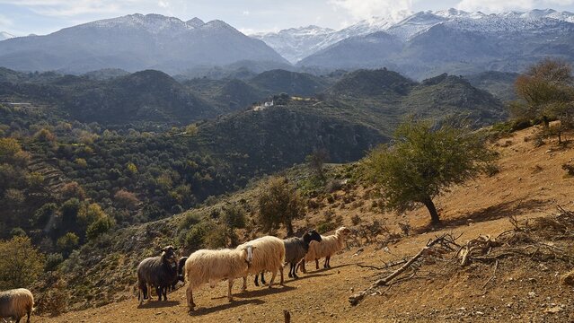 A flock of sheep on a hill with majestic mountains and cloudy sky in the background, sheep (e) or goat (n), ovis, caprae, Crete, Greek Islands, Greece