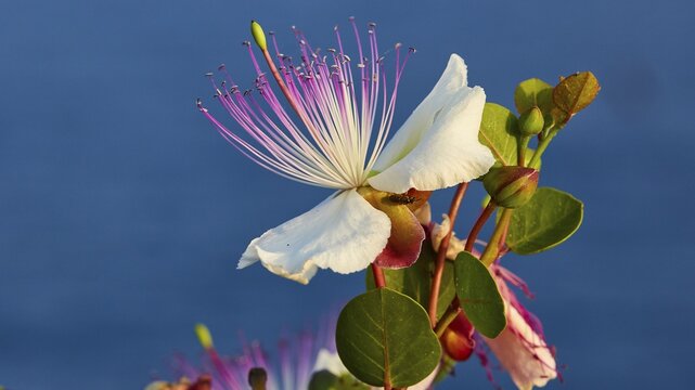 Caper flower (Flos capparis), white flower with pink stamens in front of a clear blue sky, morning light, islet of Tsichli Babas, Navarino Bay, Pylos, Peloponnese, Greece