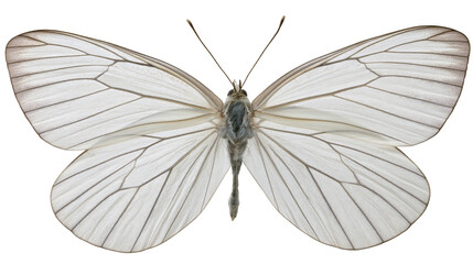 Delicate white butterfly with intricate vein patterns on wings, isolated on transparent background © Ozols