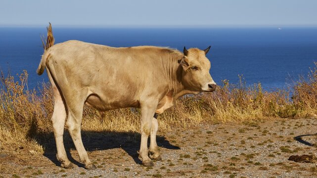 A cow stands on a cliff overlooking the sea and casts a clear shadow, farm animals, Mani Peninsula, Peloponnese, Greece
