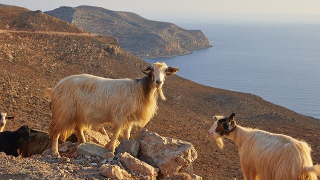 Two goats standing on rocky terrain with sea view and mountains in the background, sheep (e) or goat (n), ovis, caprae, Crete, Greek Islands, Greece