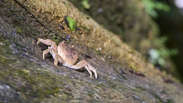 Close-up of a freshwater crab (Potamon potamios) on a moss-covered rock, Butterfly Valley, Butterfly Valley, Rhodes, Dodecanese, Greek Islands, Greece
