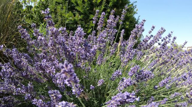 Insects on lavender in summer