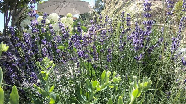 Insects on lavender in summer