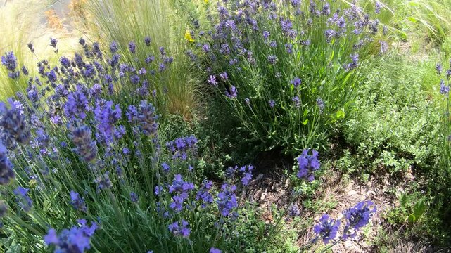 Peacock Butterfly on lavender in summer