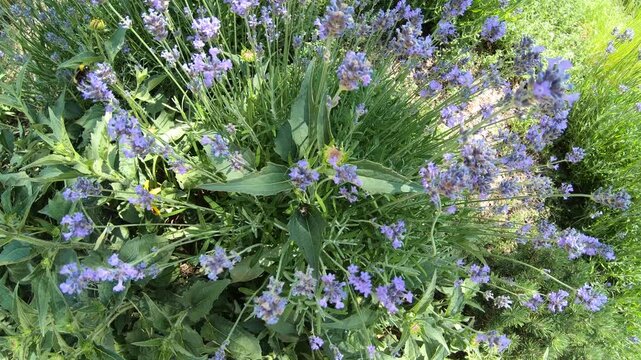 Insects on lavender in summer