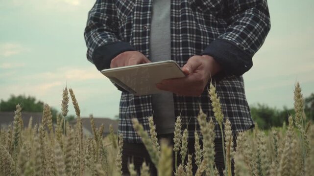 Individual in plaid shirt interacts with a tablet while standing in a wheat field, showcasing the connection between technology and agriculture