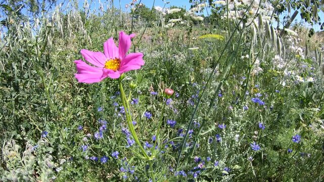 Wildflowers and insects in the meadow