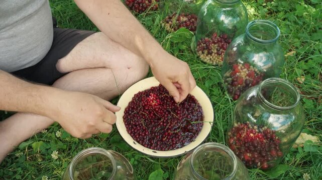 Individual sorting and transferring berries from a bowl into glass jars while seated on grass in a sunny outdoor setting