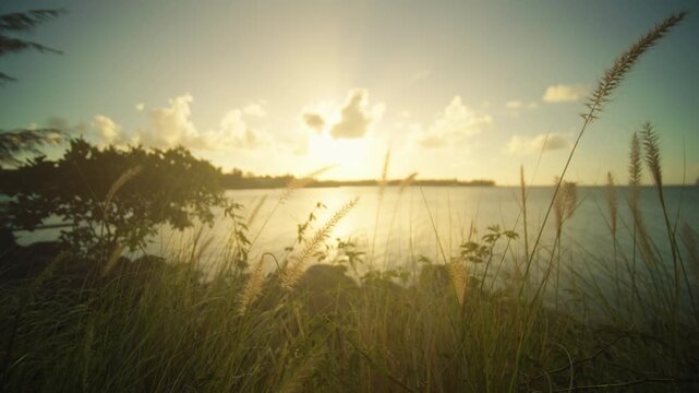 Seaside grasslands with sunset views, Serene shoreline with billowing grasses and romantic twilight atmosphere