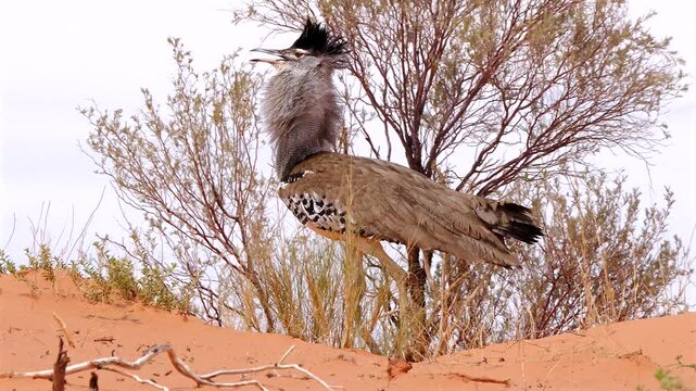 kori bustard male, Ardeotis kori, walking proudly over Kalahari dune, close 039