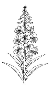 fireweed vector
