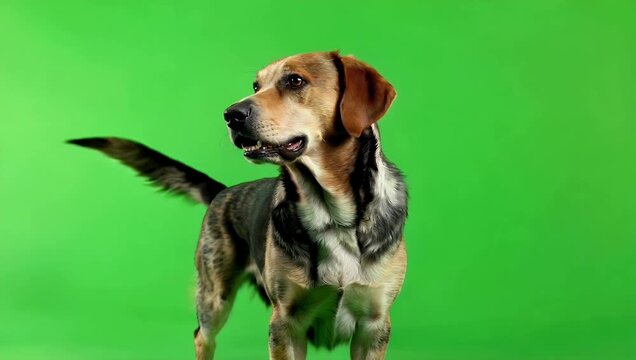 High resolution 4K slow motion footage of Labrador Retriever looking multiple directions on green screen emphasizing fur texture playful motion clarity pet stock 