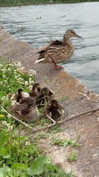 Duck Family Resting on Grassy River Bank Near Waterfront