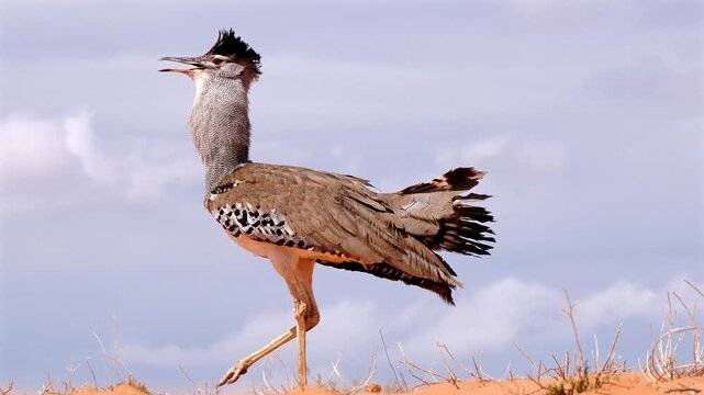 kori bustard male, Ardeotis kori, walking proudly over Kalahari dune 043a