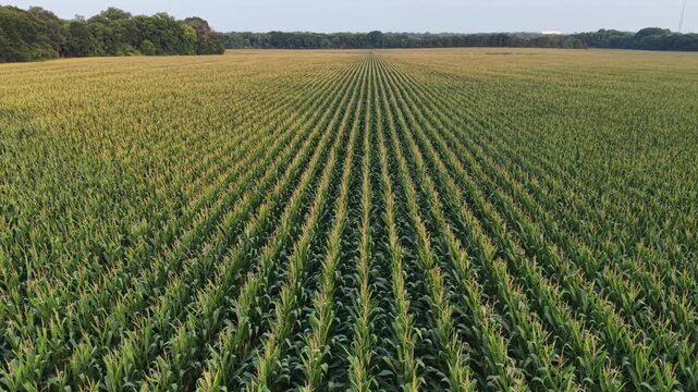 Drone Flying Forward Above Cornfield Rows in Lancaster Texas