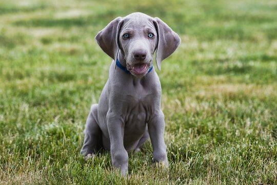 puppy weimaraner