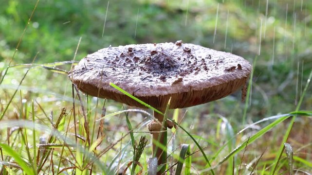 Autumn Woodland Mushroom in Rain Macro Slow Motion Close-up