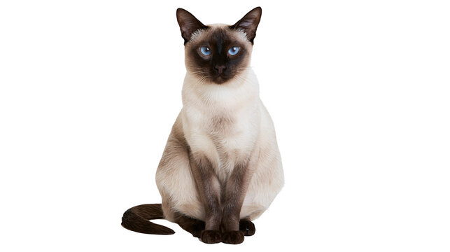 Elegant Siamese cat with striking blue eyes, sitting gracefully isolated on transparent background