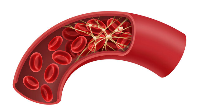 Illustration of blood vessel cross section with flowing red blood cells