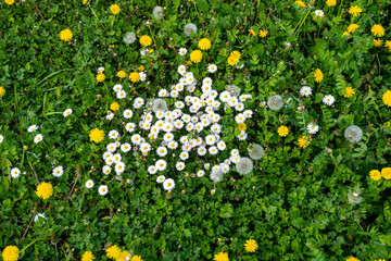A textured background image featuring a biodiverse meadow floor packed with blooming daisies, dandelions, and rich green foliage. © Sergej
