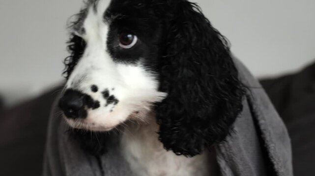 Young black and white Russian spaniel wet and shivering at home in a blanket close up on a horizontal video.