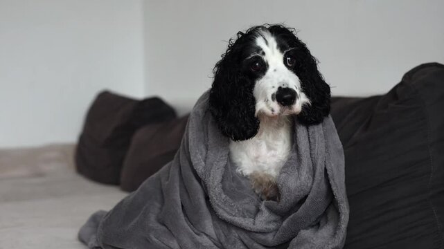 Young black and white Russian spaniel wet and shivering at home in a blanket close up on a horizontal video.
