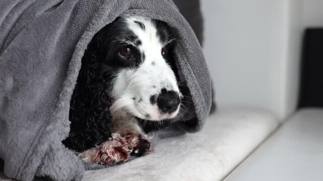 Young black and white Russian spaniel wet and shivering at home in a blanket close up on a horizontal video.