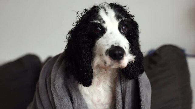 Young black and white Russian spaniel wet and shivering at home in a blanket close up on a horizontal video.