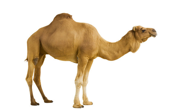 Dromedary camel with one hump standing profile, isolated on transparent background