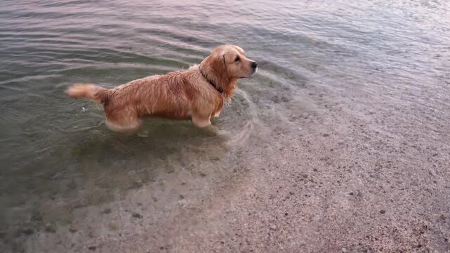 Horizontal video of a beautiful golden retriever swimming in the transparent turquoise cold sea.