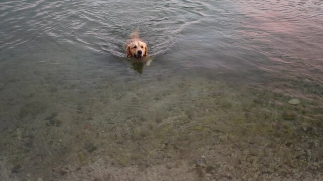 Horizontal video of a beautiful golden retriever swimming in the transparent turquoise cold sea.