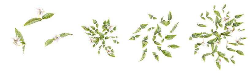 Fototapeta premium Collection of Erythronium plants on transparent background from the top view
