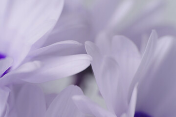 Obraz premium Close-up selective soft focus cream white, lilac violet Chamomile Flower petals. Natural art neutral background.