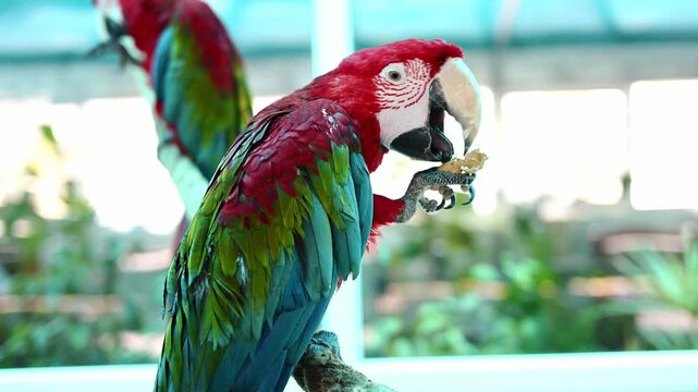 Close-up of red-and-green macaw (Ara chloropterus), exotic bird, holding organic food and piece of fruit in its claw and eating it. Avian nutrition and veterinary science concept, bird sanctuary