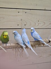 Obraz premium parrots
