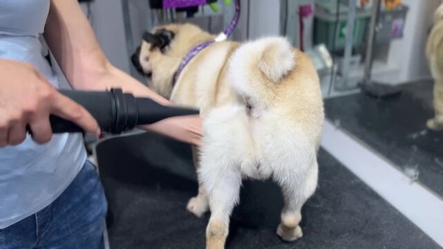 High-quality video clip of a pedigree pug dog during a drying procedure at a pet grooming salon. Powerful stream of air from a professional blow dryer grooming equipment smoothing the wet undercoat of