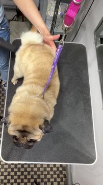 Professional pet care routine video: a fawn pug puppy getting its fur dried with a powerful blaster dryer hose. Groomer's hands moving the nozzle to quickly dry the small dog's coat at a specialized s