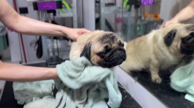 Close-up portrait of a wet fawn pug dog being gently dried with a soft towel by a professional groomer after a bath. Cute puppy wrapped in a towel during a hygiene care routine at a pet grooming salon