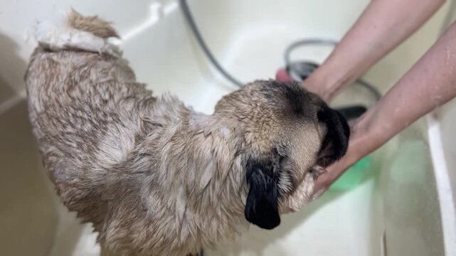 Step-by-step pet grooming process: washing a small fawn pug in a white tub. Close-up video of the puppy's wet fur being rinsed with water from a flexible shower head.