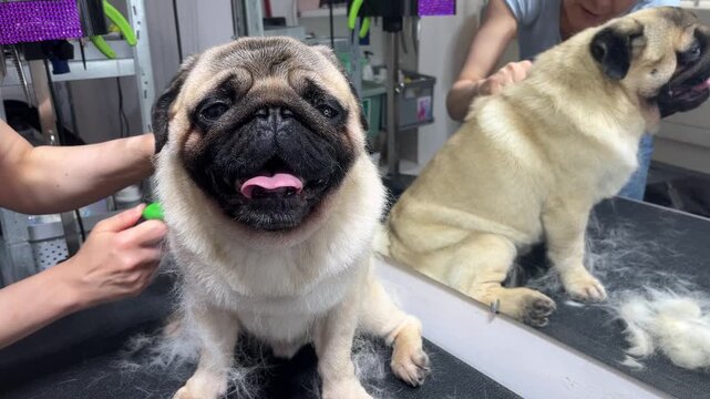 Video showing the process of de-shedding a pug dog with a special comb tool. Professional groomer's hands brushing out loose undercoat hair from the pet's backside and hips.