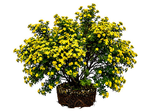 A vibrant potentilla fruticosa shrub with yellow flowers and exposed root ball isolated on transparent background
