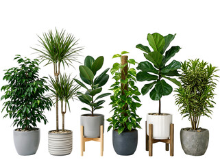 Fototapeta premium Collection of six different indoor house plants in various decorative pots isolated on transparent background