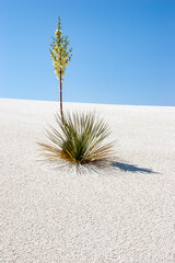 Fototapeta premium scenic desert landscape in white sands national park