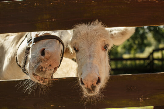 Two white ponies looking through wooden fence
