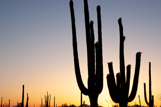 cactus in sunset at the desert near Tucson