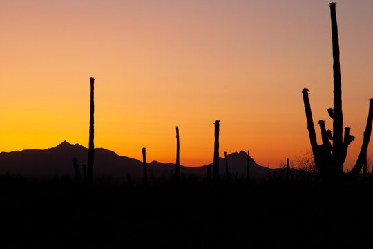 cactus in sunset at the desert near Tucson