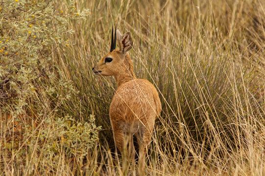 Lone male Steenbok in Kalahari Habitat 17311
