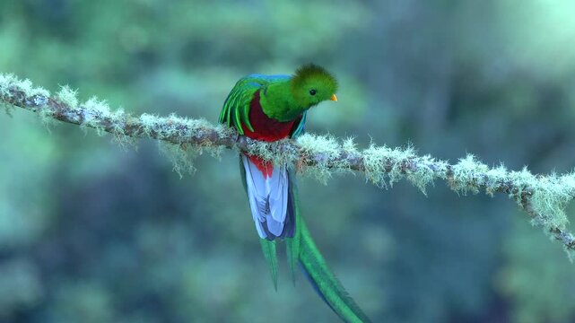 resplendent quetzal male on lichens covered branch, close 163
